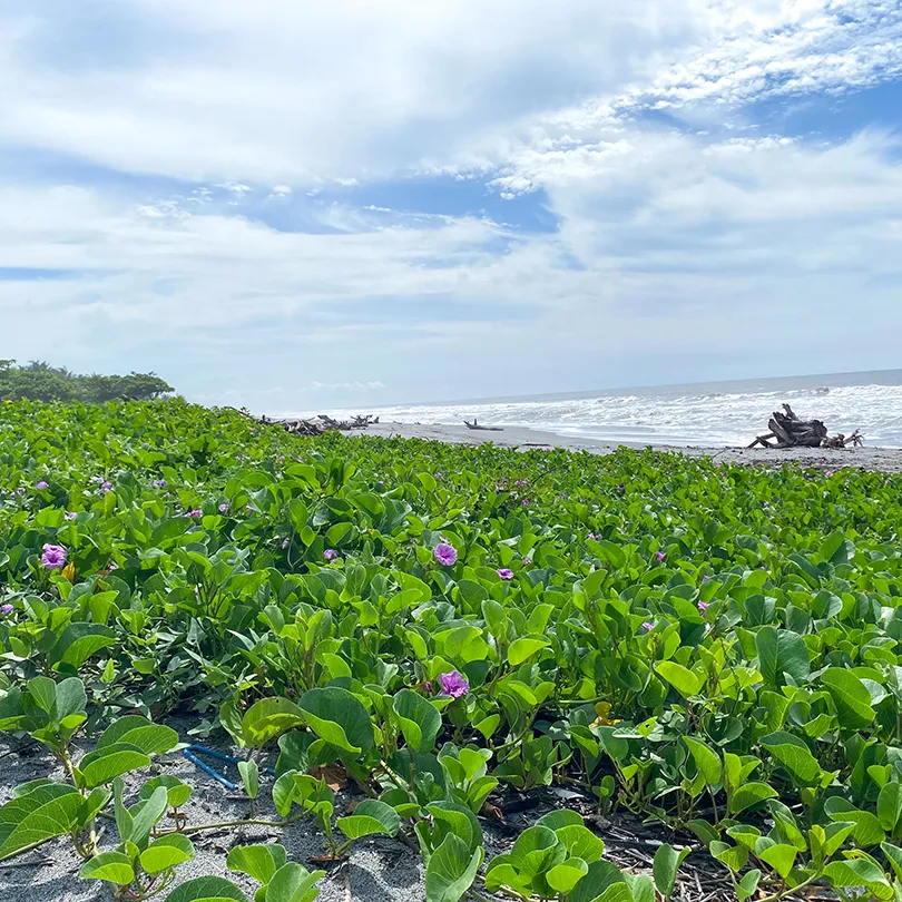 Green plants with pink flowers on the edge of a sandy beach.